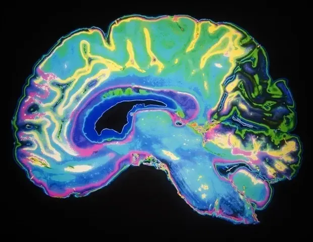 Brain Wiring Changes Mapped Across Human Lifespan