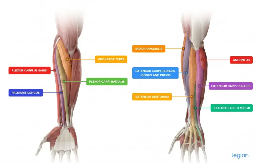 Building Strong Forearms with Dumbbells