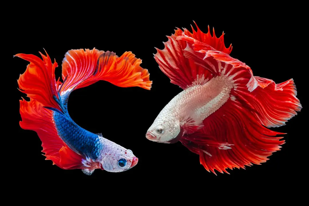 Half Lord of the Fishes Releases Deep Body Tension