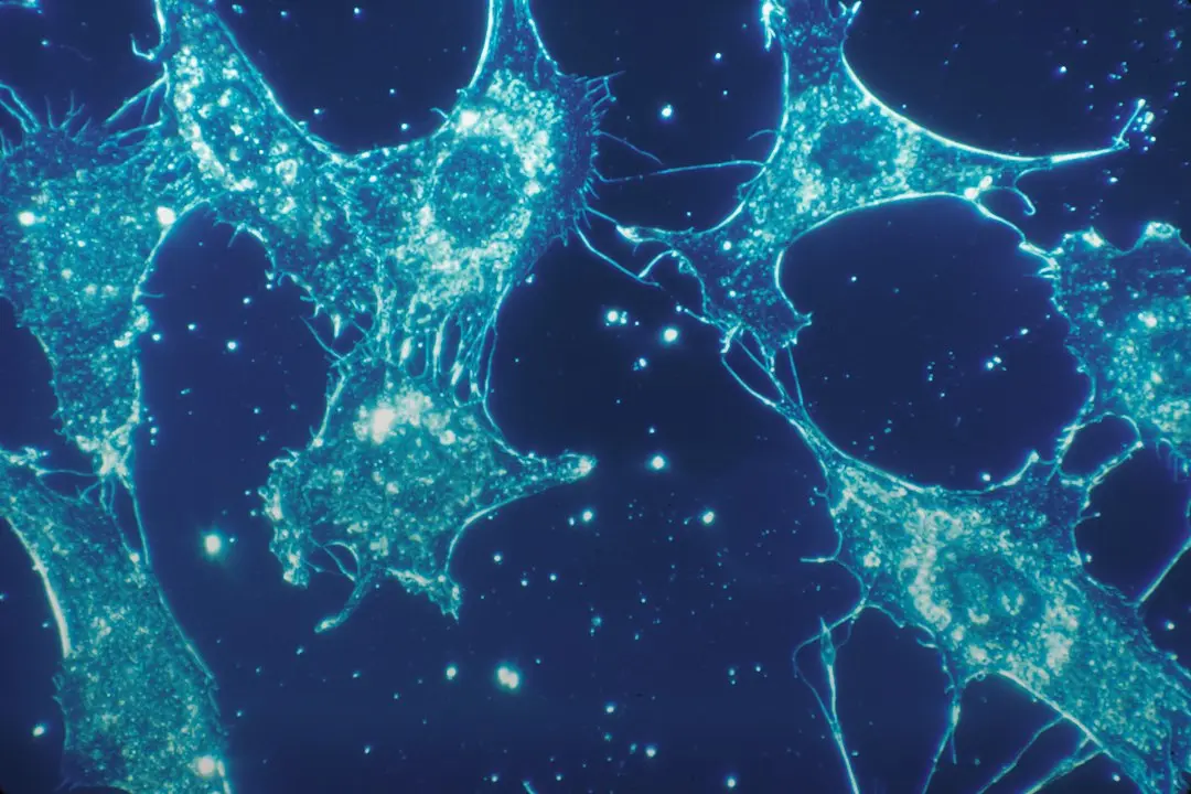 Cellular Aging Triggers Chronic Inflammation in the Liver