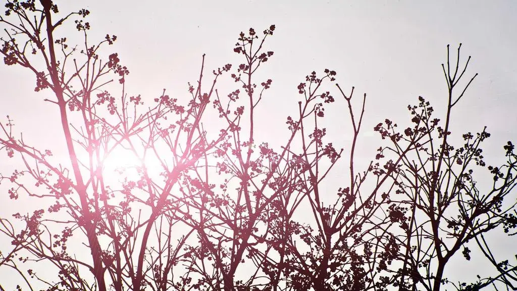Music-Based Meditation Aims to Calm Mind, Body, and Heart